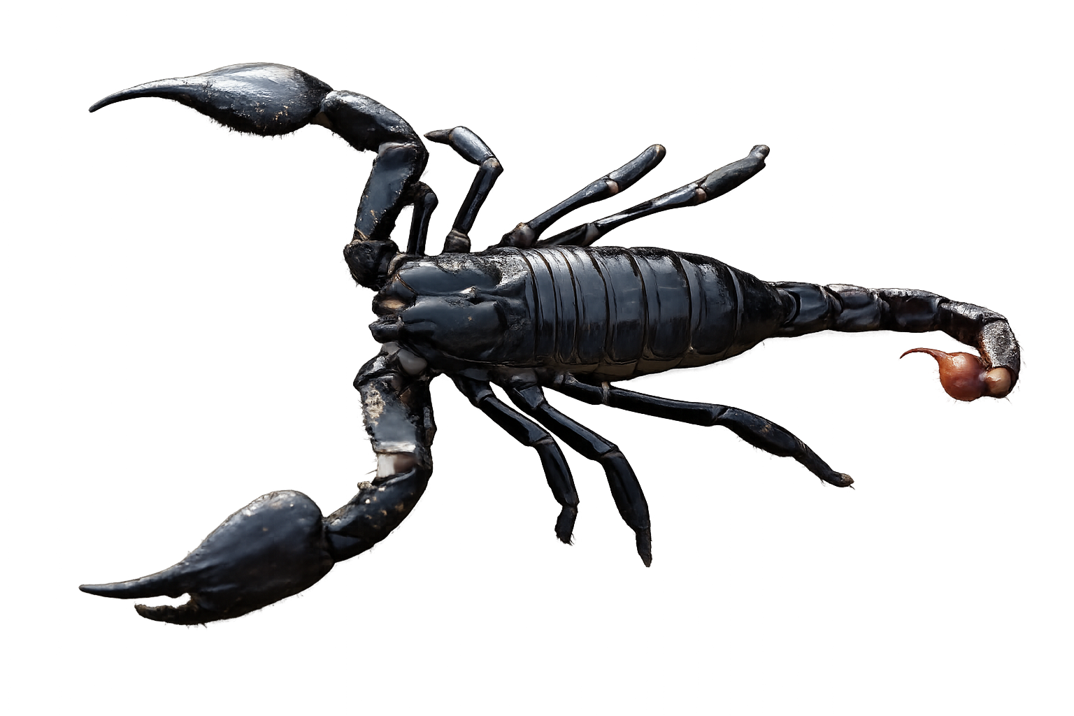 Asian Forest Scorpion