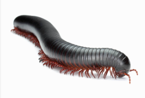 African Giant Millipedes